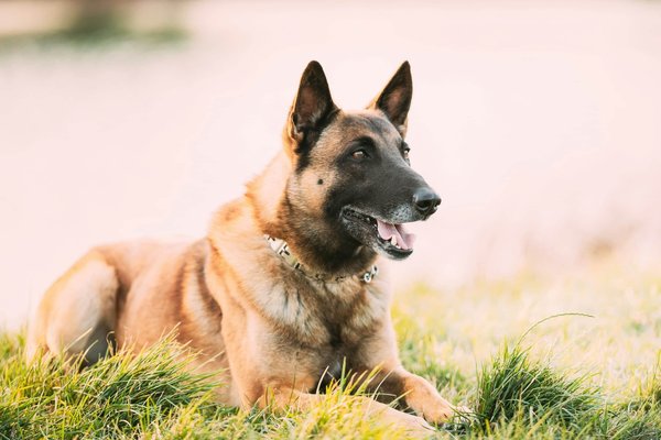 ¿Qué ejercicios son más beneficiosos para un perro con sobrepeso?
