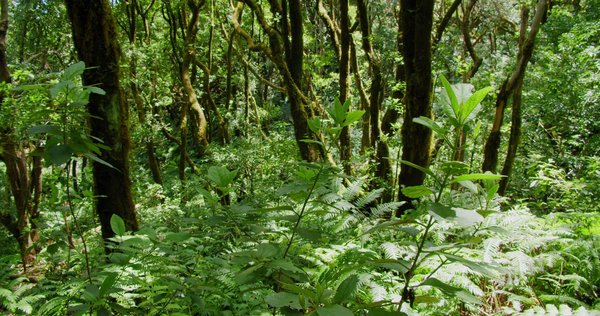 ¿Cómo planificar un jardín vertical interior en una sala de estar con poca luz natural?